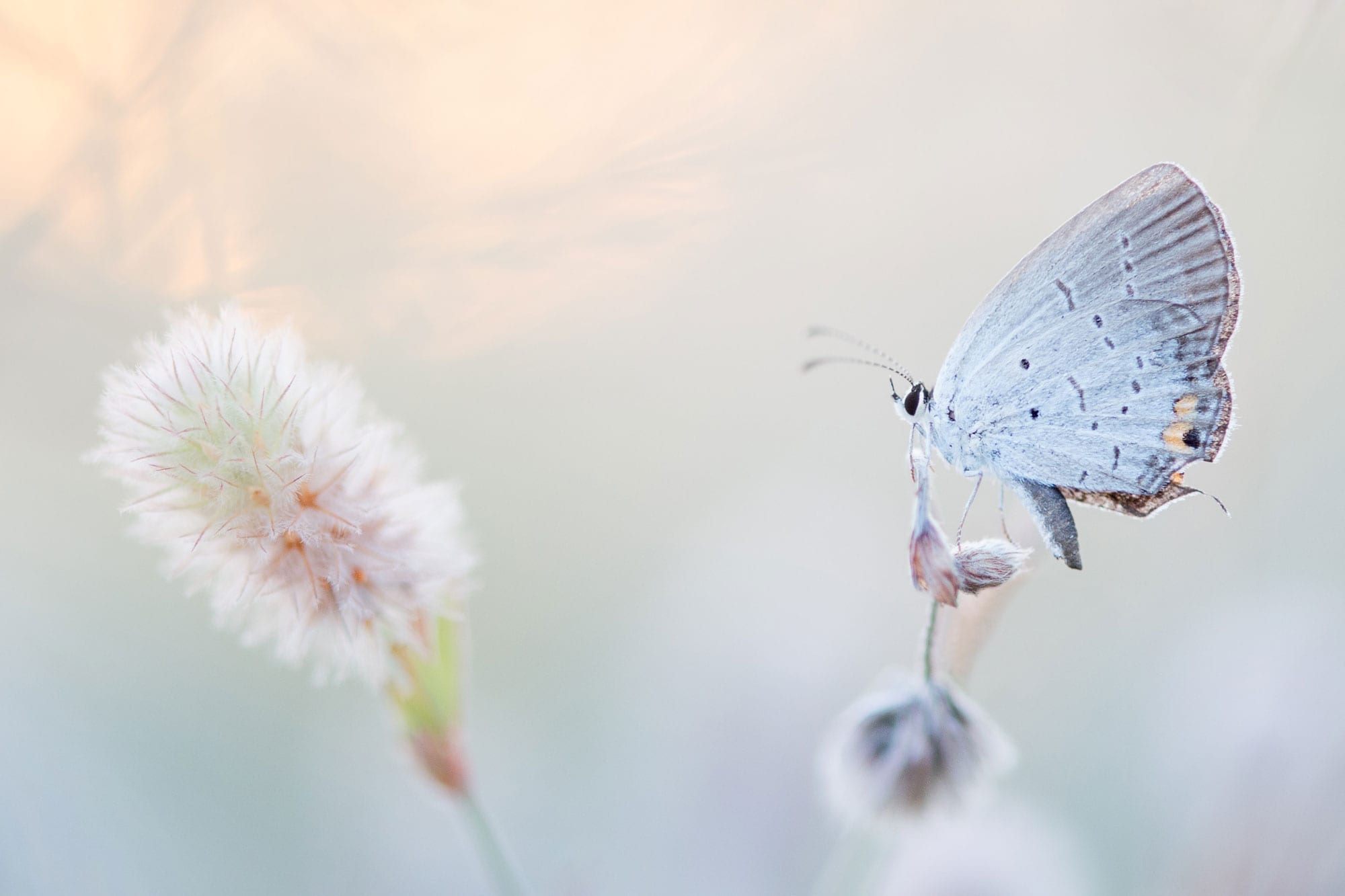On cocoons